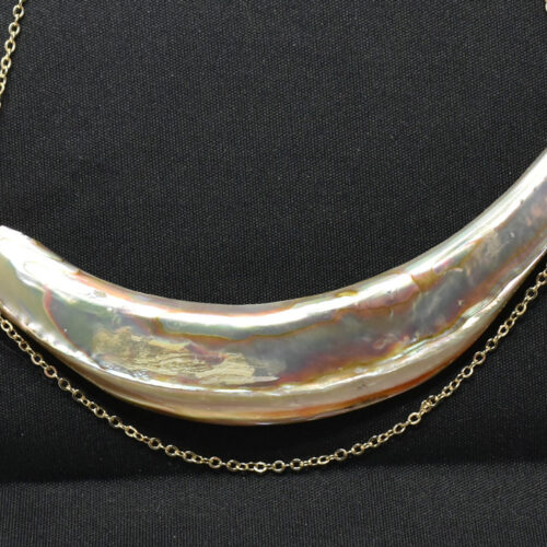 Abalone Shell